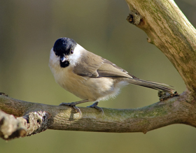 Komposition i fotografi - baggrund