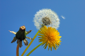 Komposition i fotografi synsvinkel