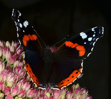 Makrofoto af Admiral sommerfugl