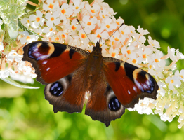 Makrofoto af sommerfugl Dagpåfugleøje