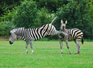 Sparkende Zebra